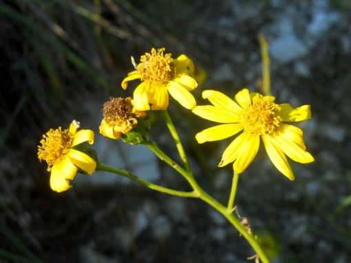 Senecio inaequidens